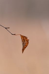 Preview wallpaper leaf, yellow, branch, blur, autumn