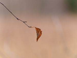 Preview wallpaper leaf, yellow, branch, blur, autumn