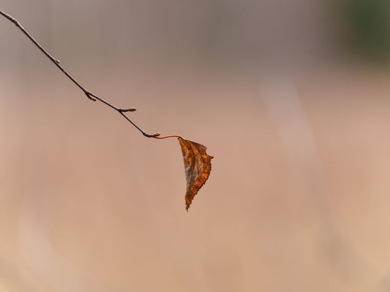 800x600 Wallpaper leaf, yellow, branch, blur, autumn