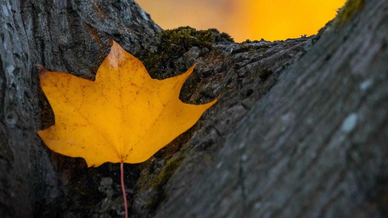 Wallpaper leaf, yellow, dry, tree, autumn