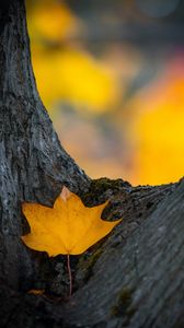 Preview wallpaper leaf, yellow, dry, tree, autumn