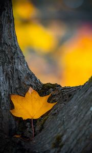 Preview wallpaper leaf, yellow, dry, tree, autumn