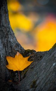 Preview wallpaper leaf, yellow, dry, tree, autumn