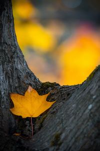 Preview wallpaper leaf, yellow, dry, tree, autumn