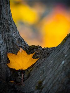 Preview wallpaper leaf, yellow, dry, tree, autumn