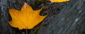 Preview wallpaper leaf, yellow, dry, tree, autumn