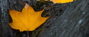Preview wallpaper leaf, yellow, dry, tree, autumn