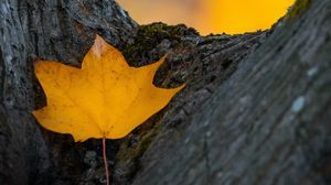 Preview wallpaper leaf, yellow, dry, tree, autumn