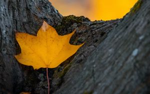 Preview wallpaper leaf, yellow, dry, tree, autumn
