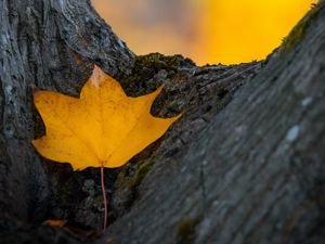 Preview wallpaper leaf, yellow, dry, tree, autumn