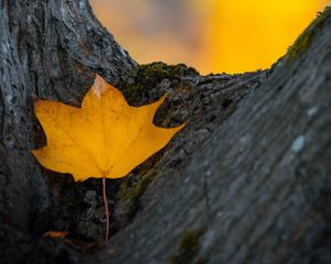 Preview wallpaper leaf, yellow, dry, tree, autumn