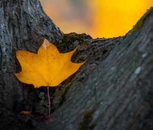 Preview wallpaper leaf, yellow, dry, tree, autumn