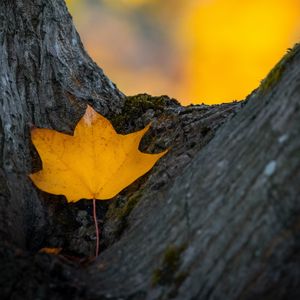 Preview wallpaper leaf, yellow, dry, tree, autumn