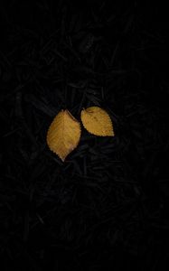 Preview wallpaper leaf, yellow, grass, dark
