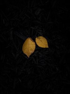 Preview wallpaper leaf, yellow, grass, dark