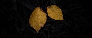 Preview wallpaper leaf, yellow, grass, dark
