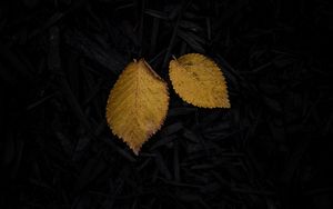 Preview wallpaper leaf, yellow, grass, dark