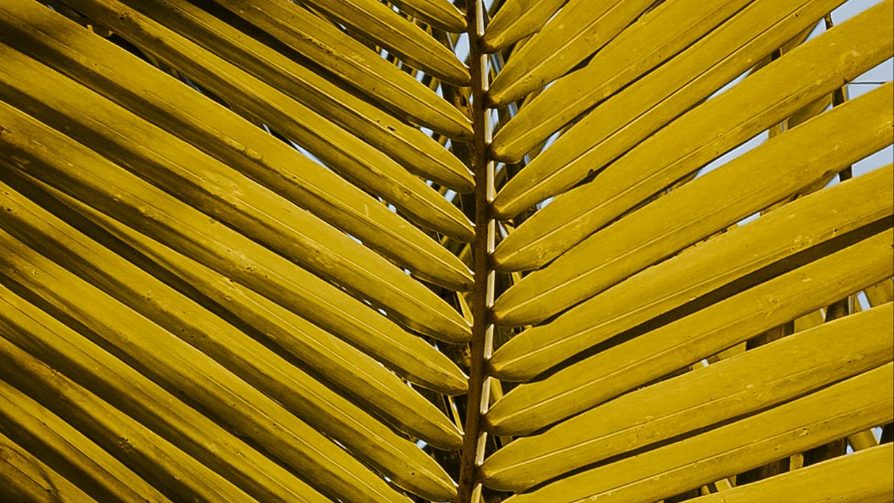 Wallpaper leaf, yellow, plant