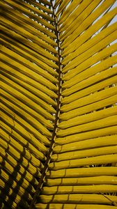 Preview wallpaper leaf, yellow, plant