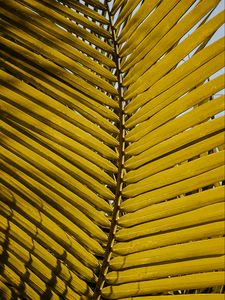 Preview wallpaper leaf, yellow, plant