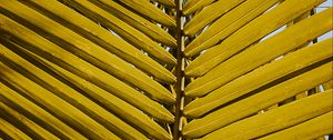Preview wallpaper leaf, yellow, plant