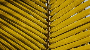 Preview wallpaper leaf, yellow, plant