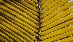 Preview wallpaper leaf, yellow, plant