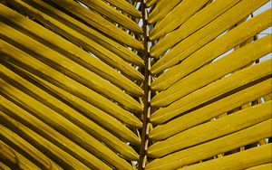 Preview wallpaper leaf, yellow, plant