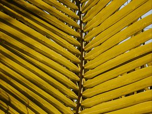 Preview wallpaper leaf, yellow, plant