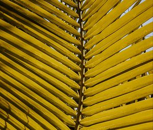 Preview wallpaper leaf, yellow, plant