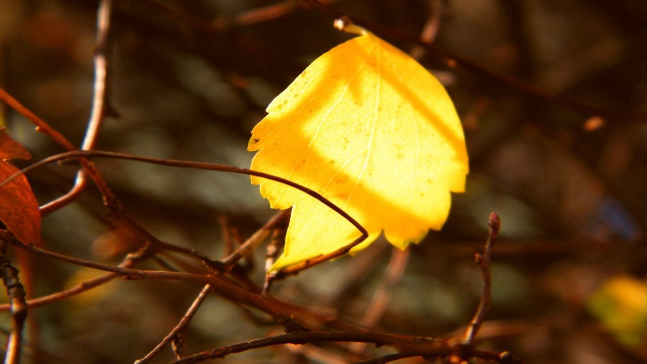 Wallpaper leaf, yellow, rods, branches, captivity, autumn