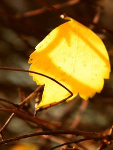 Preview wallpaper leaf, yellow, rods, branches, captivity, autumn