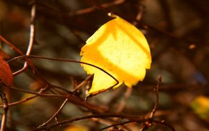 Preview wallpaper leaf, yellow, rods, branches, captivity, autumn