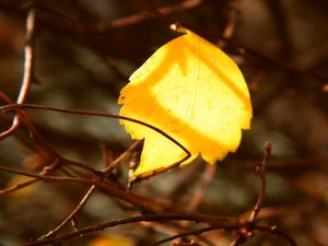 Preview wallpaper leaf, yellow, rods, branches, captivity, autumn