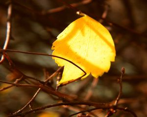 Preview wallpaper leaf, yellow, rods, branches, captivity, autumn