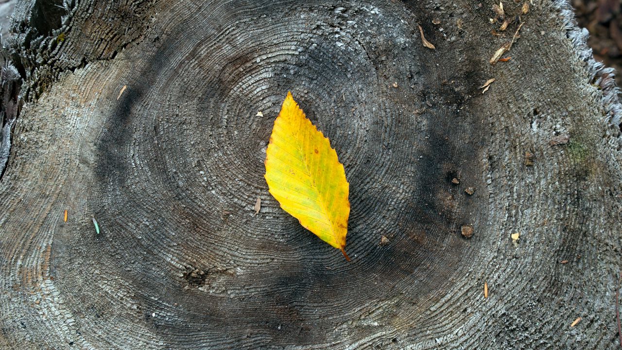 Wallpaper leaf, yellow, stump, wood
