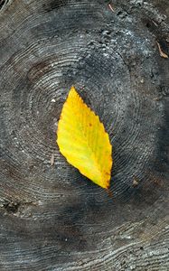 Preview wallpaper leaf, yellow, stump, wood