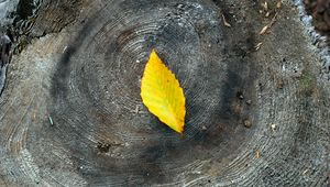 Preview wallpaper leaf, yellow, stump, wood