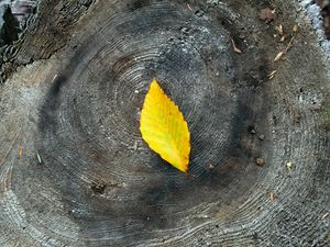 Preview wallpaper leaf, yellow, stump, wood