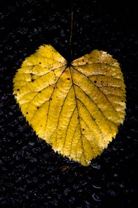 Preview wallpaper leaf, yellow, texture, dark