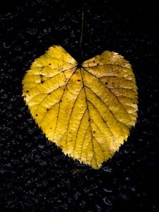 Preview wallpaper leaf, yellow, texture, dark