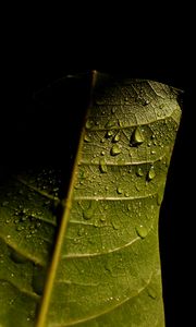 Preview wallpaper leave, veins, drops, wet, macro, green