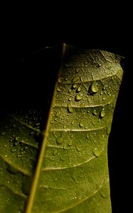 Preview wallpaper leave, veins, drops, wet, macro, green