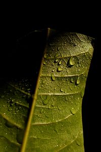 Preview wallpaper leave, veins, drops, wet, macro, green