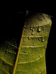 Preview wallpaper leave, veins, drops, wet, macro, green