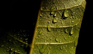 Preview wallpaper leave, veins, drops, wet, macro, green