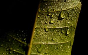 Preview wallpaper leave, veins, drops, wet, macro, green