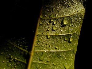 Preview wallpaper leave, veins, drops, wet, macro, green