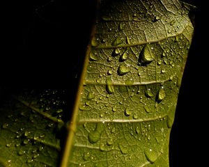 Preview wallpaper leave, veins, drops, wet, macro, green