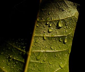 Preview wallpaper leave, veins, drops, wet, macro, green